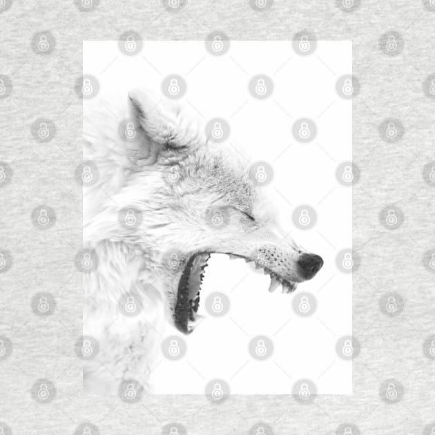 Arctic Wolf by Jim Cumming